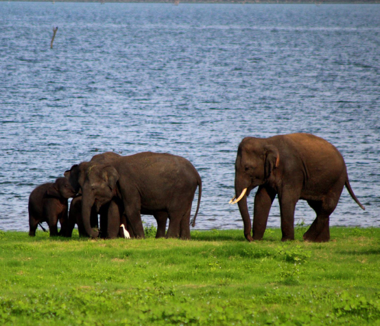 Minneriya & Kaudulla National Parks