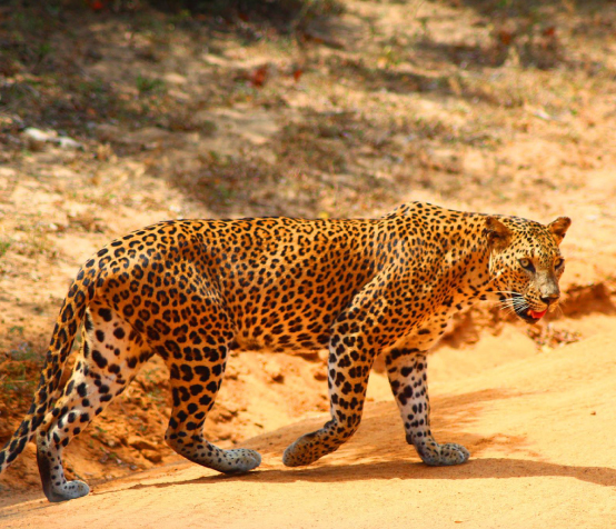 Wilpattu National Park